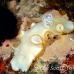 nudibranch_elegant_mid_h_0705_png1383.jpg